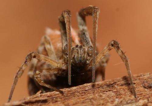 Uloborus walckenaerius